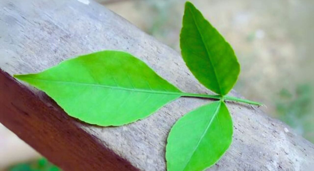 Bel Patra Benefits