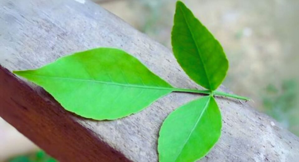 Bel Patra Benefits
