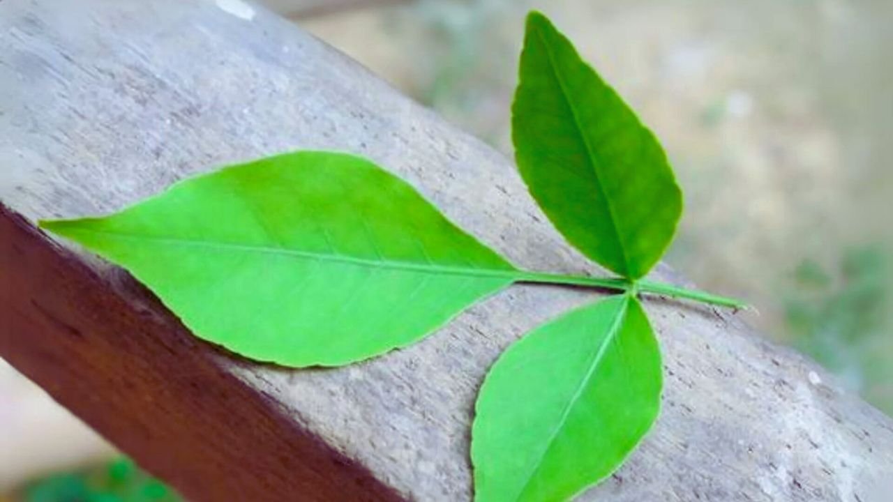 Bel Patra Benefits