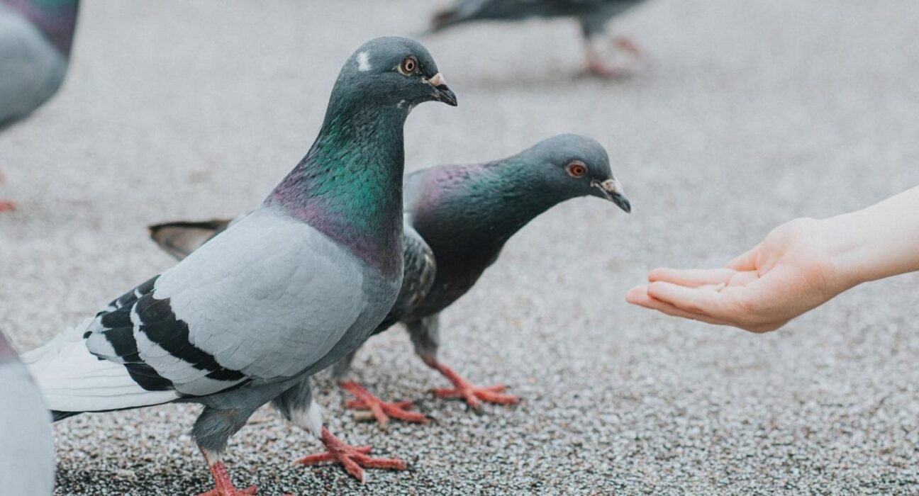 Pigeon Cooing Sign