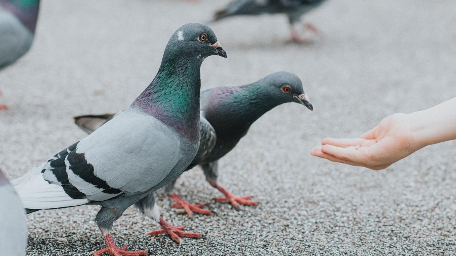 Pigeon Cooing Sign