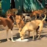 असम CM हिमंत बिस्वा सरमा ने अल्पसंख्यक बहुल इलाकों में हिंदुओं को हथियार लाइसेंस देने का किया बचाव