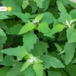 Numerology Career Guide: मूलांक 1 से 9 के लिए Job और Business के सटीक क्षेत्र; जानें आपकी Success Key