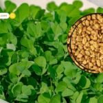 Dharmendra Health Update: धर्मेंद्र Hospital से हुए डिस्चार्ज, Sunny Deol Paparazzi पर भड़के; कहा…