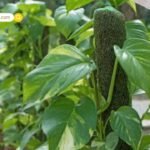 Dharma Aastha: कब है उत्पन्ना एकादशी 2025? जानें क्यों इसे सभी एकादशियों की ‘जननी’ कहते हैं, व्रत का शुभ मुहूर्त, पूजा विधि और पौराणिक महत्व