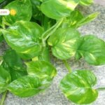 टॉक्सिन-फ्री सौंदर्य: चुकंदर से बनाएँ Lip Balm, Face Pack और Blush टिंट ; DIY से पाएँ सुरक्षित और प्राकृतिक निखार