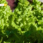 भारत-रूस ने ‘Economic Vision 2030’ पर किए हस्ताक्षर, $100 बिलियन व्यापार लक्ष्य और FTA की दिशा में प्रगति