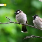 वॉशरूम में दो बार बेहोश हुए जगदीप धनखड़, जांच के लिए AIIMS में भर्ती