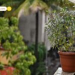 ट्रेन में मोबाइल चोरी हो जाए तो न घबराएं: अपनाएं ये तरीके, डेटा और बैंक बैलेंस रहेगा एकदम सेफ