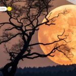 Healthcare Update: बादाम का सेवन हर किसी के लिए वरदान नहीं; डायटिशियन ने बताया किन बीमारियों में यह बन सकता है ज़हर