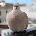 OTT Releases This Week: ‘सूबेदार’ से ‘हेलो बच्चों’ तक; इस वीकेंड ओटीटी पर आ रही हैं ये धमाकेदार फिल्में और सीरीज