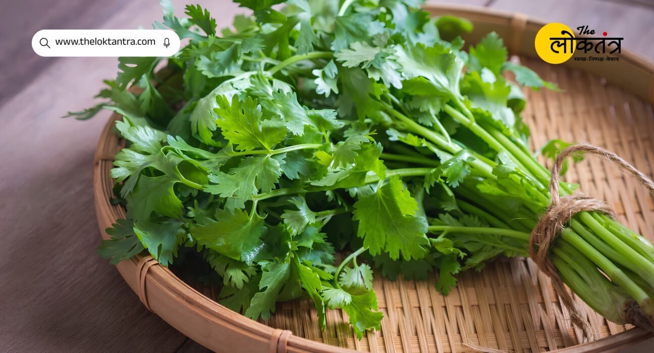 Bihar: Farmers will get a grant of up to ₹ 15,000 for sowing coriander, know the application process and eligibility.
