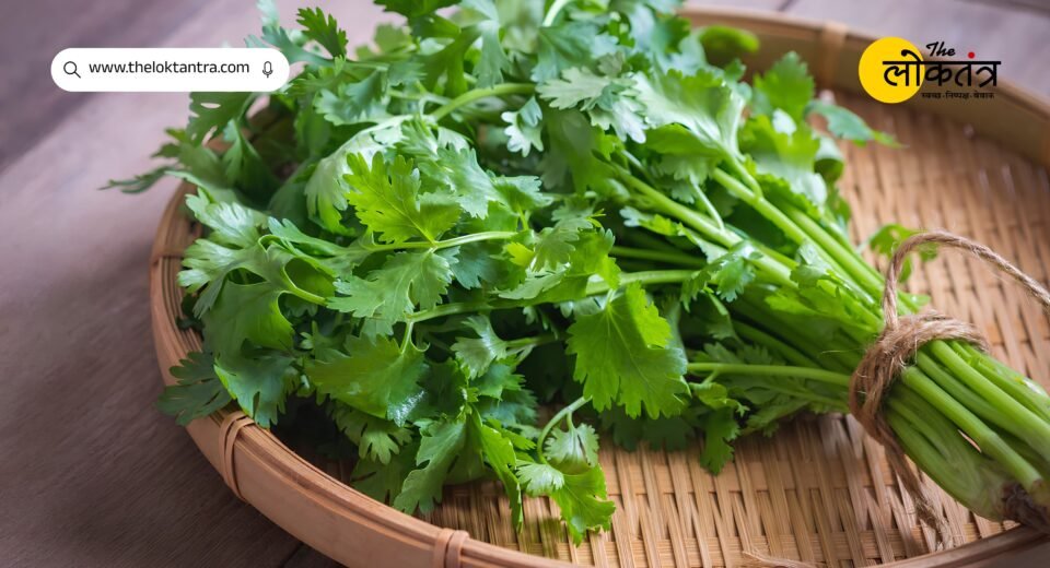 Bihar: Farmers will get a grant of up to ₹ 15,000 for sowing coriander, know the application process and eligibility.