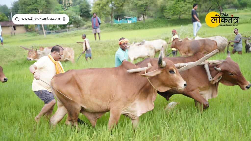 CM Vishnu Deo Sai stepped into the field and ploughed with oxen; he remarked, "For me, farming is not merely a livelihood, but a way of life."