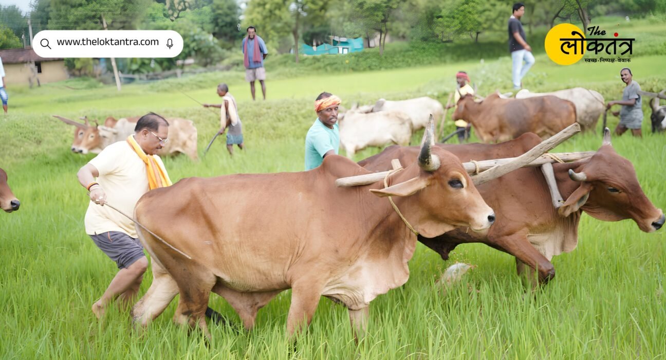 CM Vishnu Deo Sai stepped into the field and ploughed with oxen; he remarked, "For me, farming is not merely a livelihood, but a way of life."